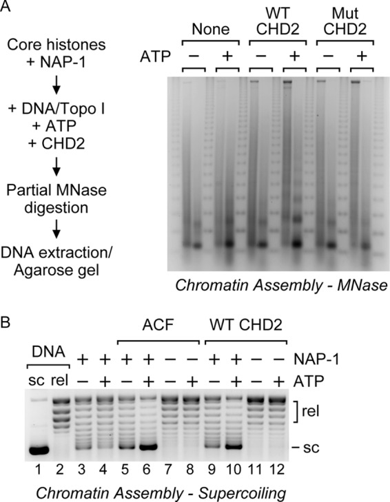 FIGURE 2.