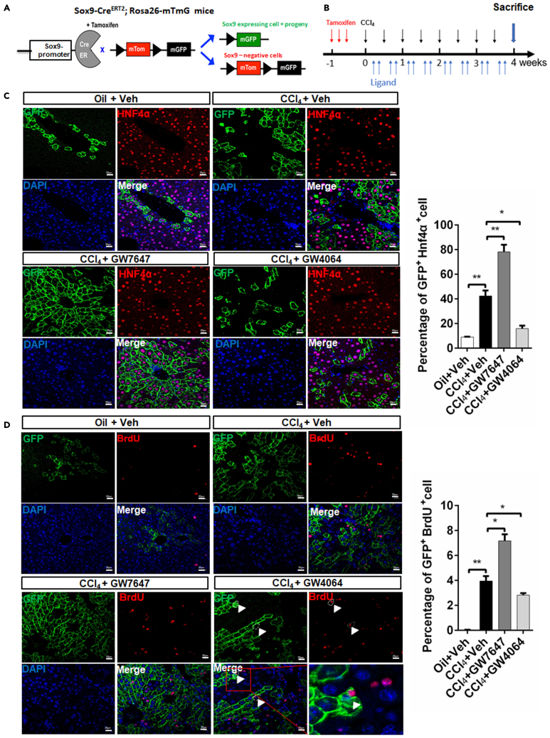 Figure 6