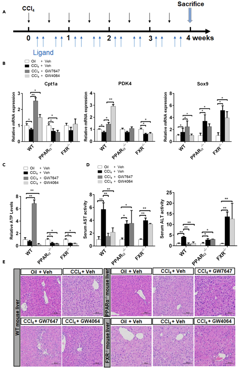 Figure 4