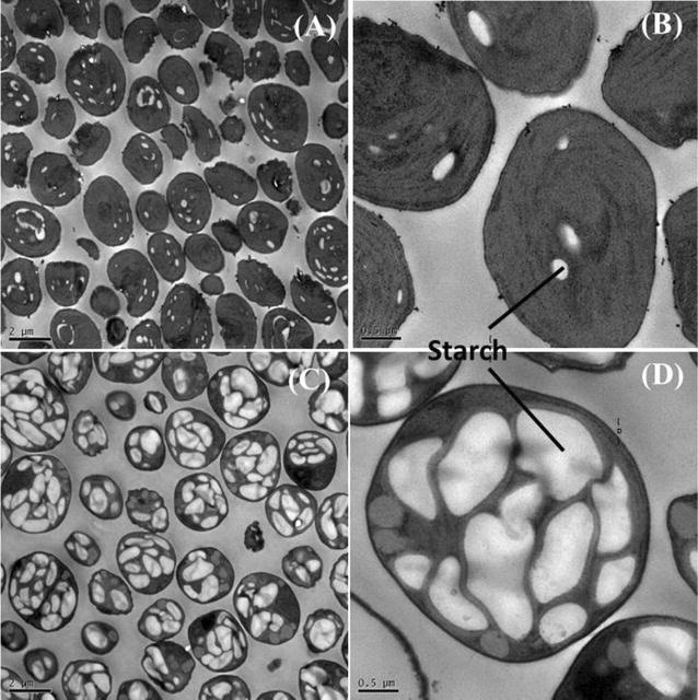 Fig. 8