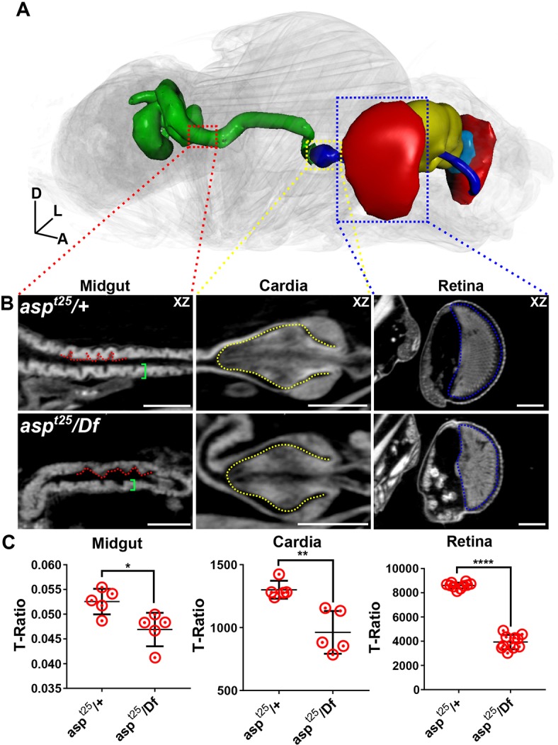 Fig. 9.