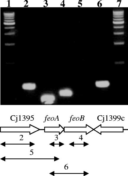 FIG. 1.