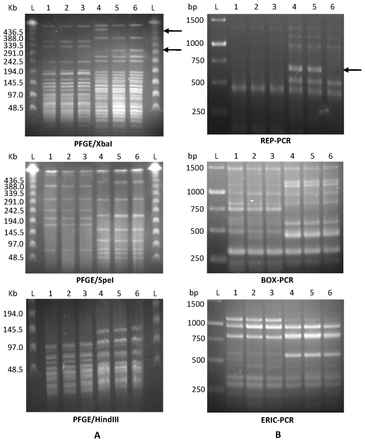 Figure 7