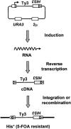 F<sc>igure</sc> 3.—