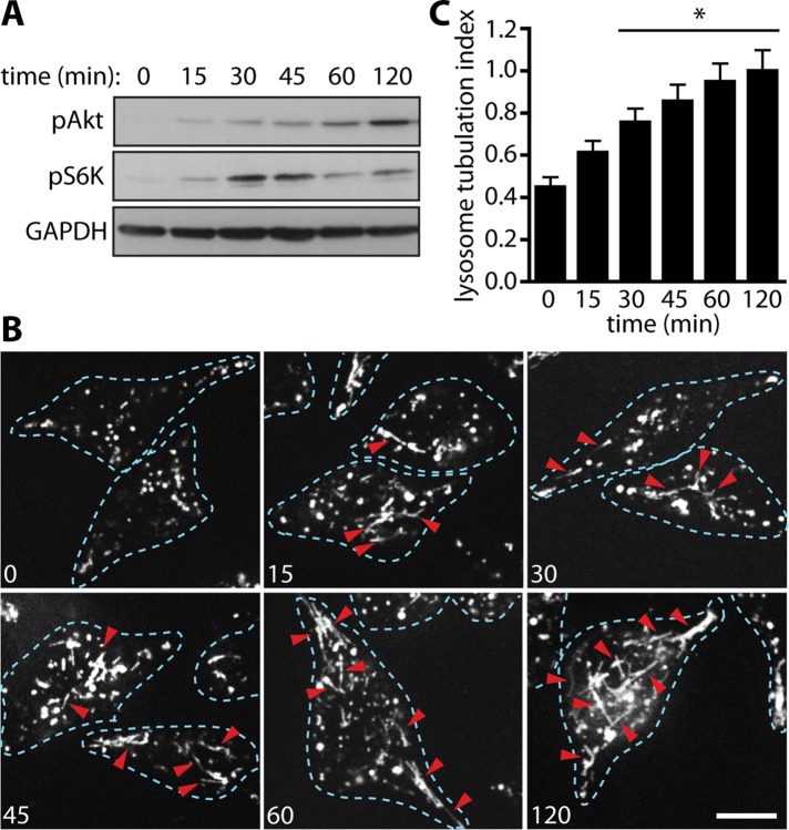 FIGURE 4: