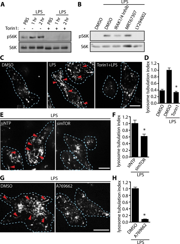 FIGURE 3: