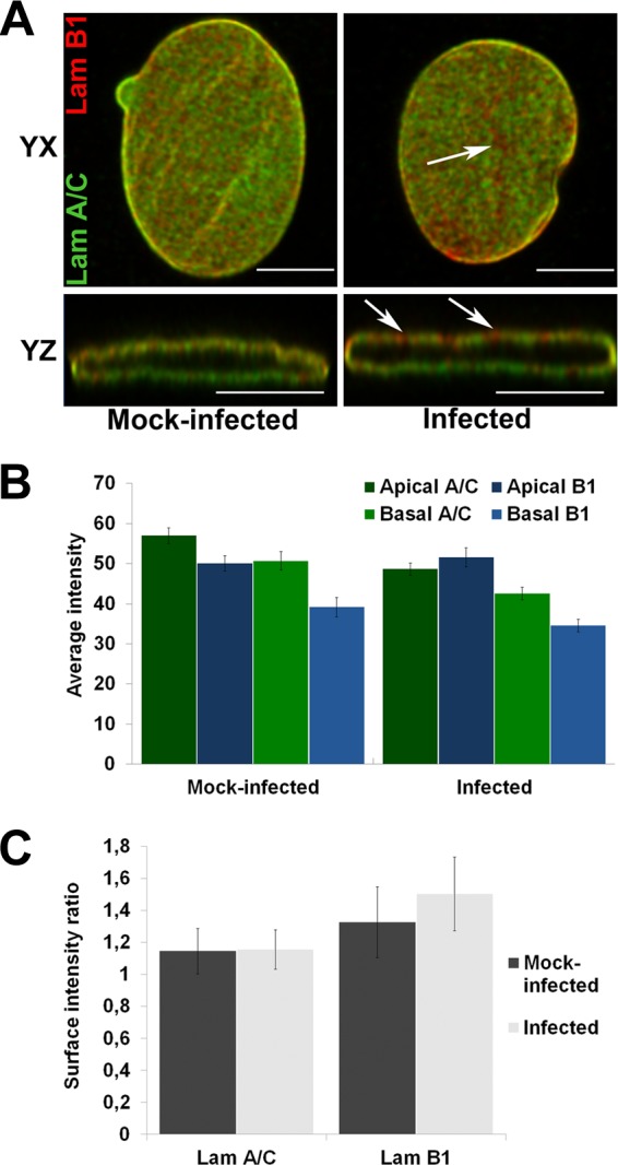 FIG 2