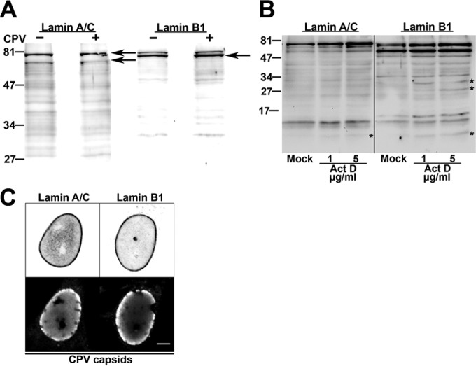 FIG 3