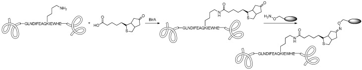 Scheme 11