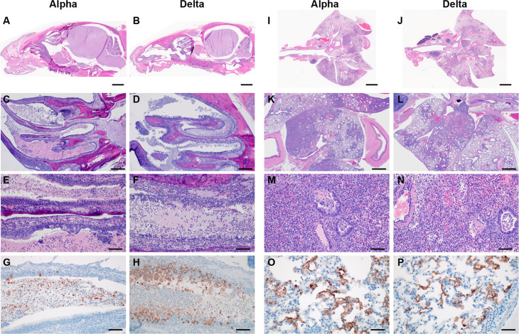 Figure 2—figure supplement 1.