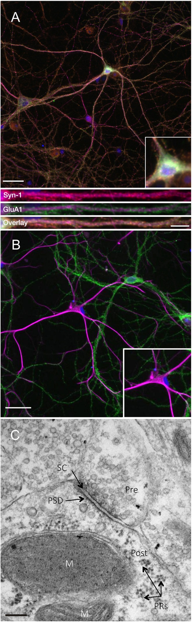 FIGURE 1