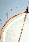 Figure 18.