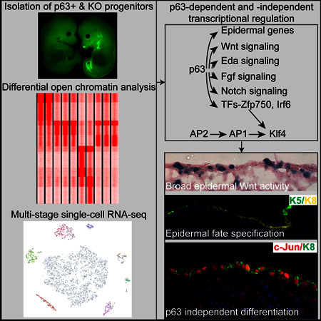 graphic file with name nihms-1504169-f0001.jpg