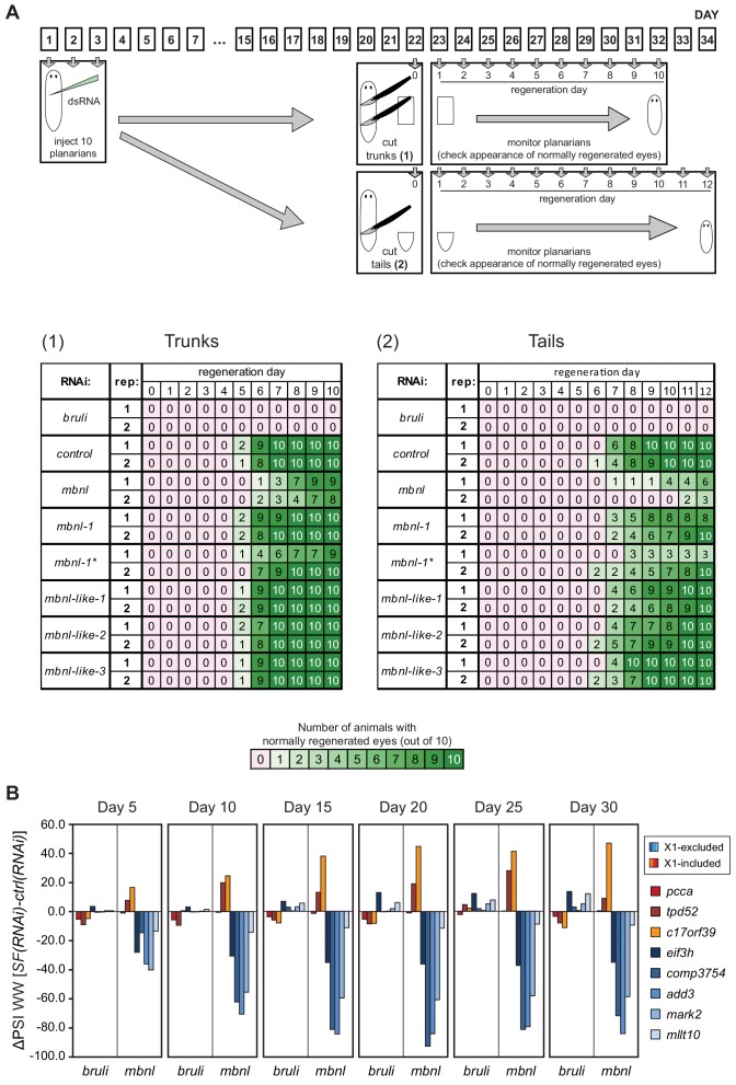 Figure 5—figure supplement 2.