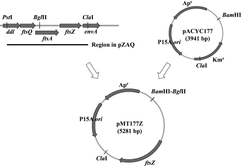 FIG. 1.