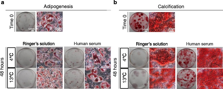 Fig. 8