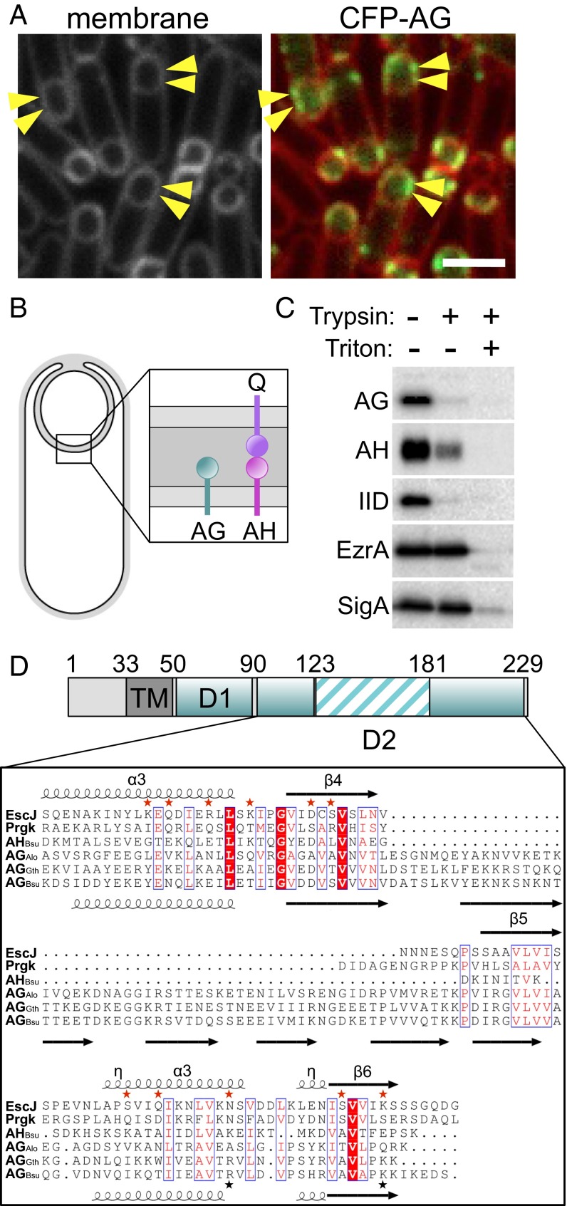 Fig. 1.