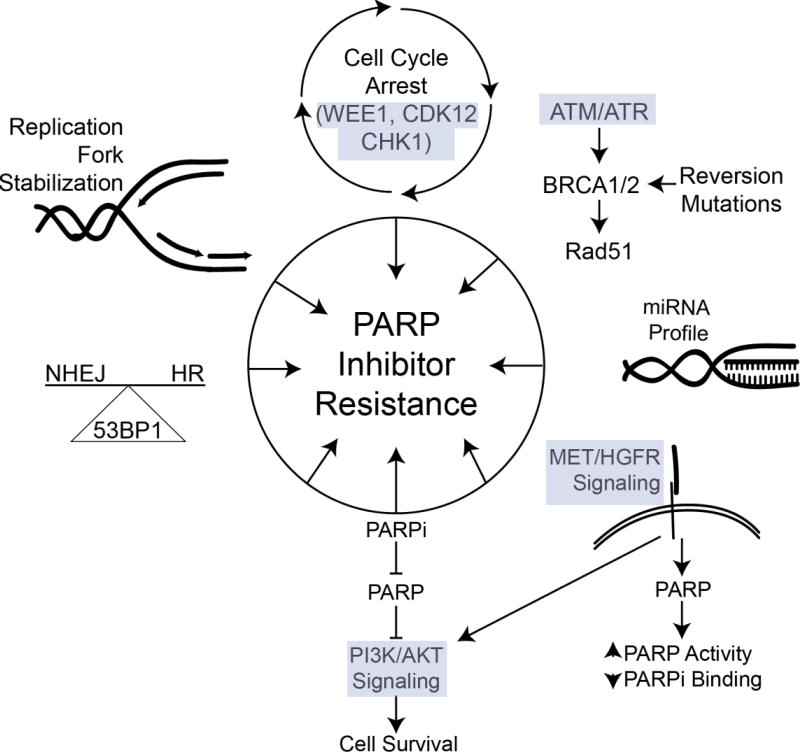 PARP Inhibitors: Clinical Utility and Possibilities of Overcoming ...