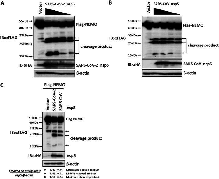 FIG 1