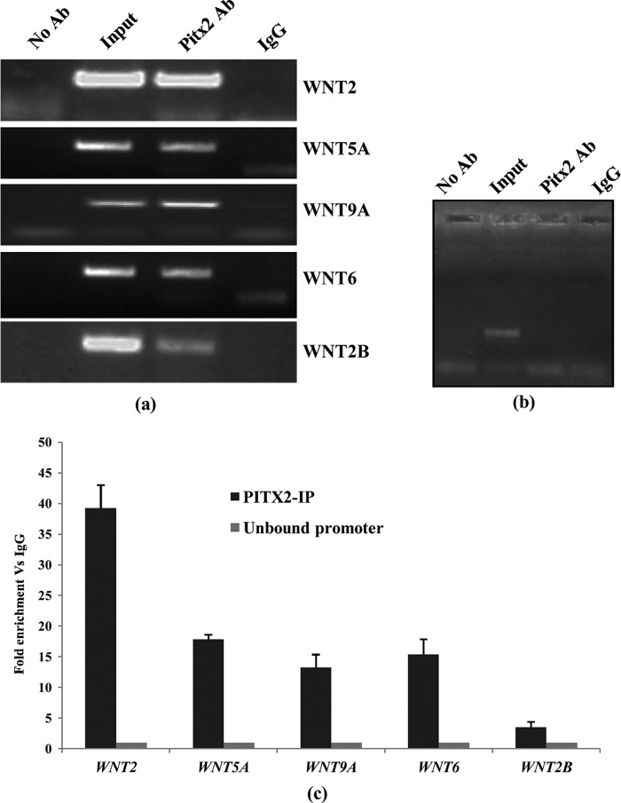 FIGURE 1.