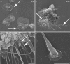 Fig 3