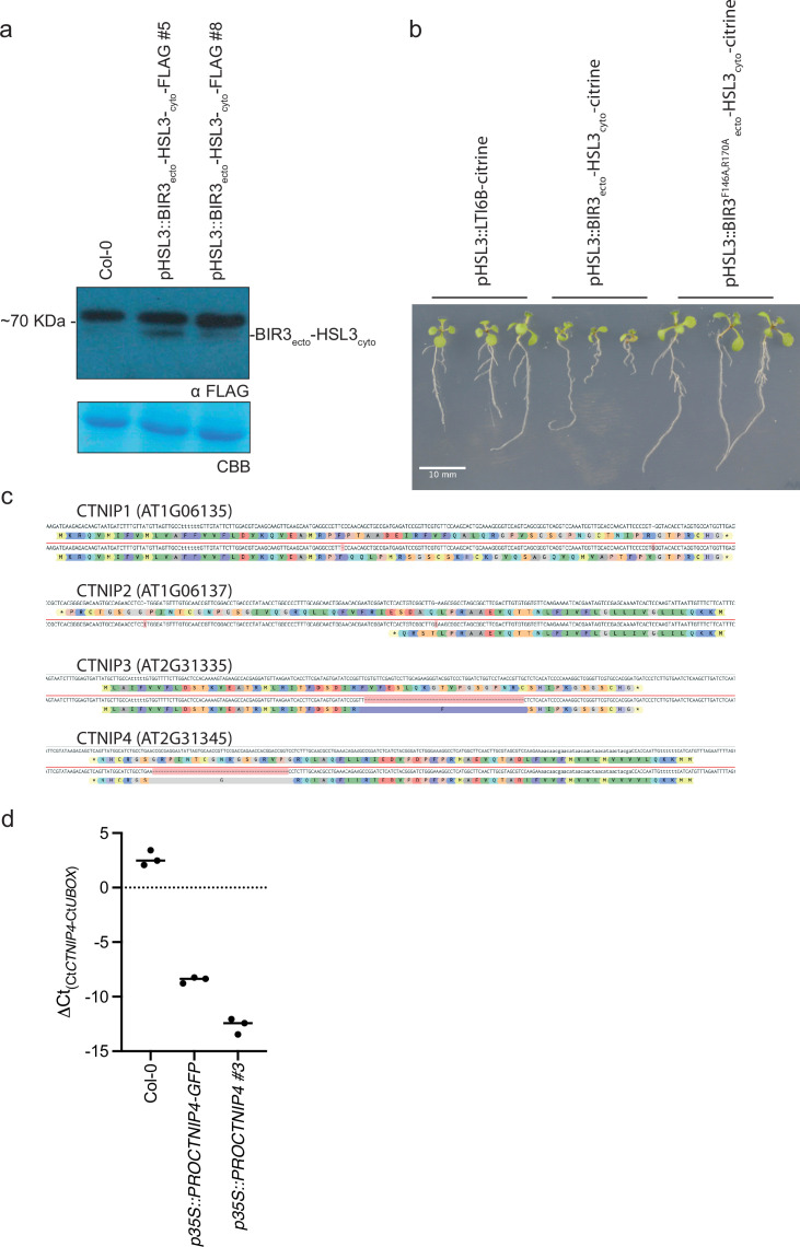 Figure 3—figure supplement 4.