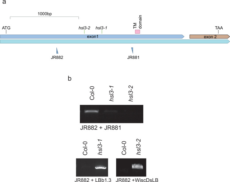 Figure 3—figure supplement 1.