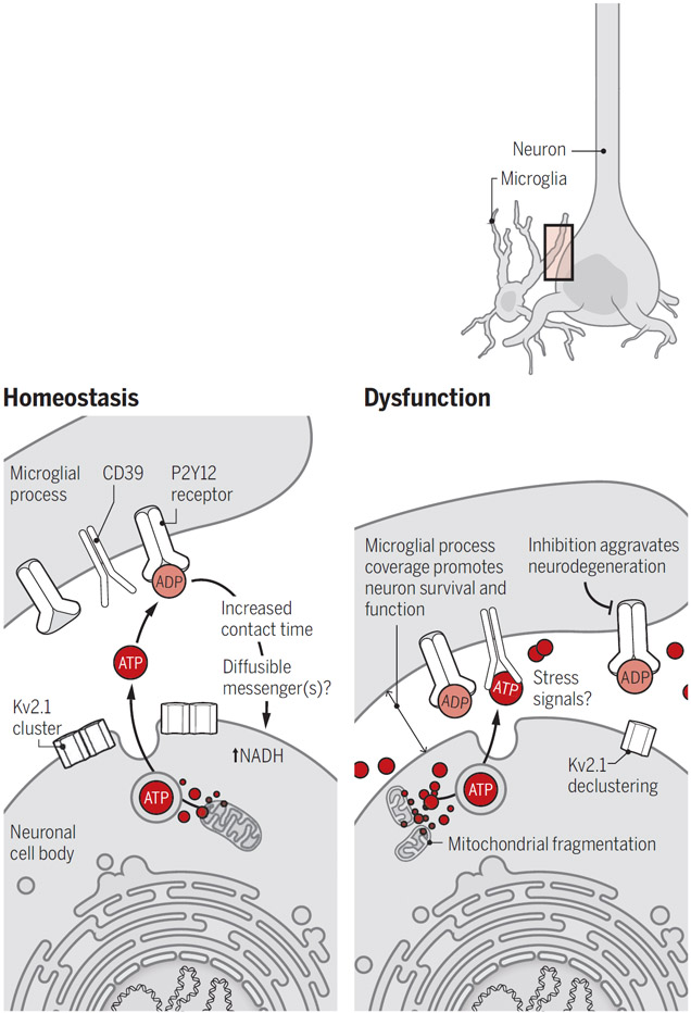 Microglia protect neurons