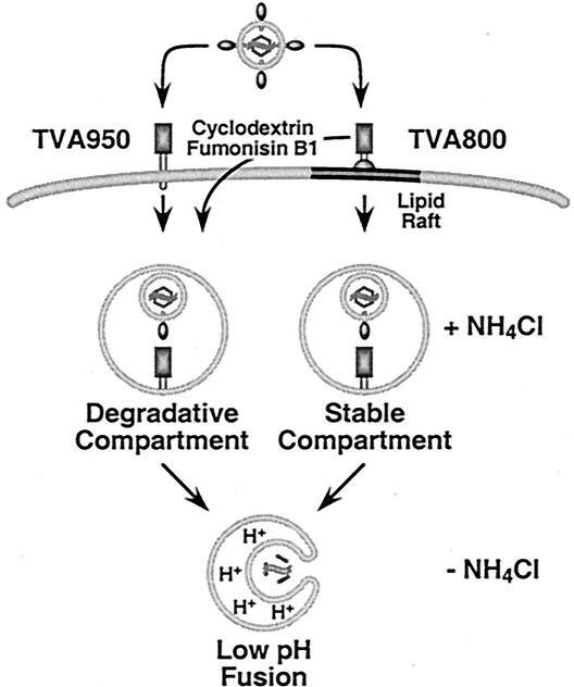 FIG. 5.