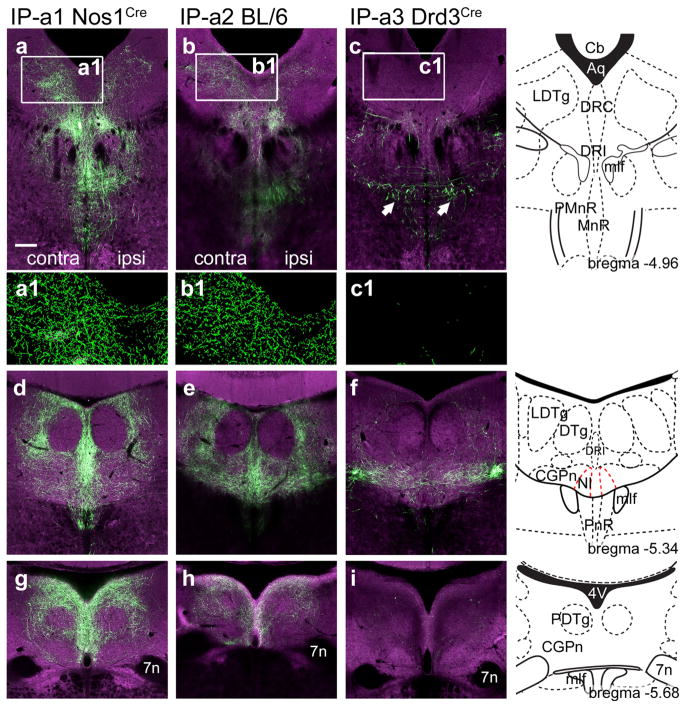 FIGURE 3