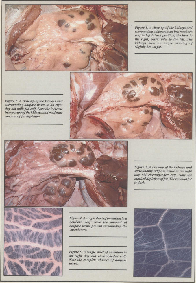 Figure 1., Figure 2., Figure 3., Figure 4., Figure 5.