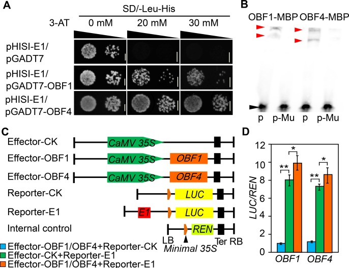 Fig 6