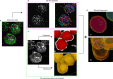 Extended Data Fig. 8