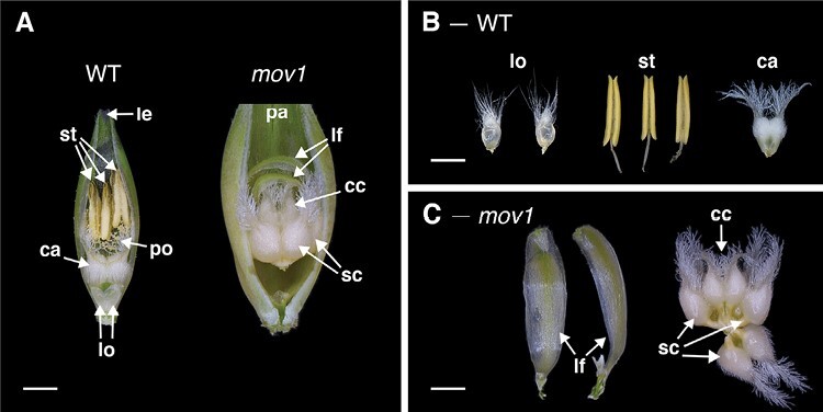 Fig. 6.