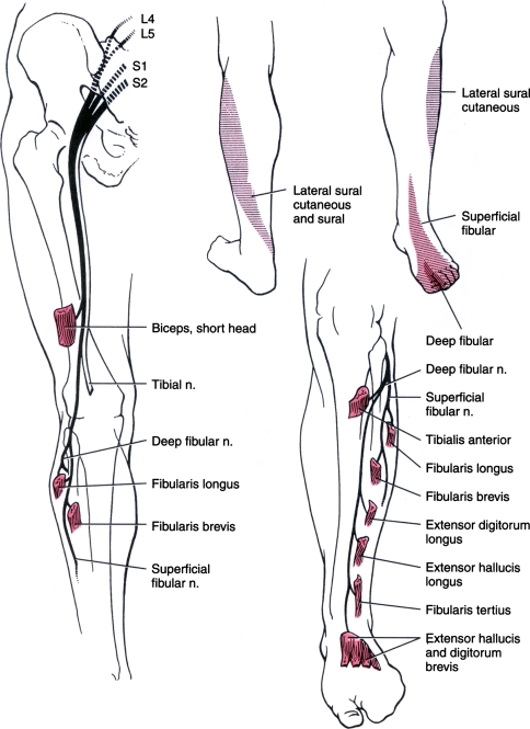 Fig. 1