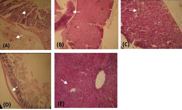 Fig. 5