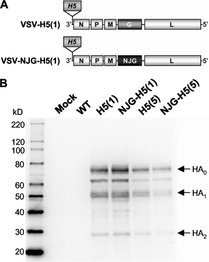 FIG. 1.