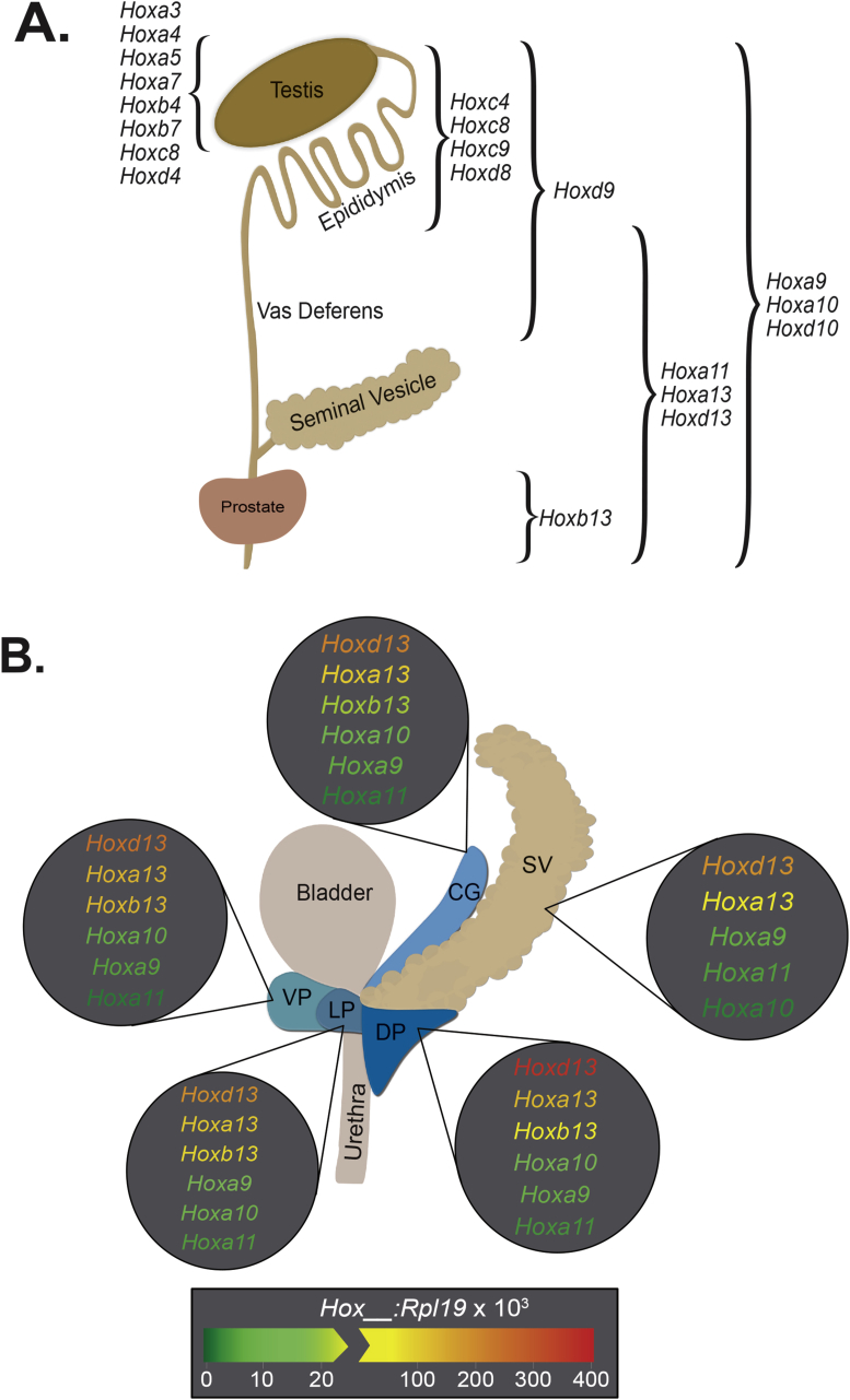 Fig. 1