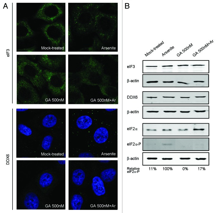 graphic file with name rna-10-1661-g3.jpg