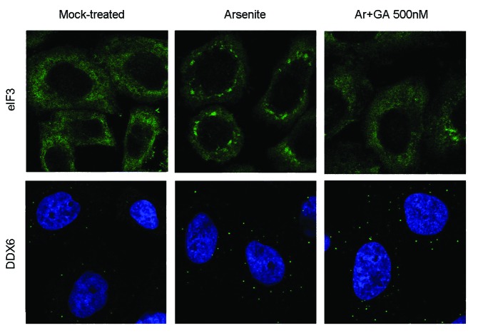 graphic file with name rna-10-1661-g4.jpg