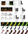 Figure 1—figure supplement 2.