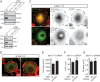 Figure 3—figure supplement 1.