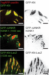 Figure 1—figure supplement 3.