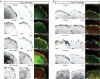 Figure 1—figure supplement 1.