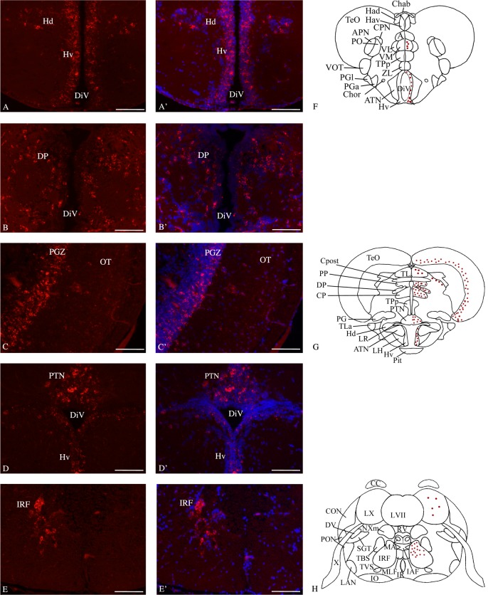 Fig 4