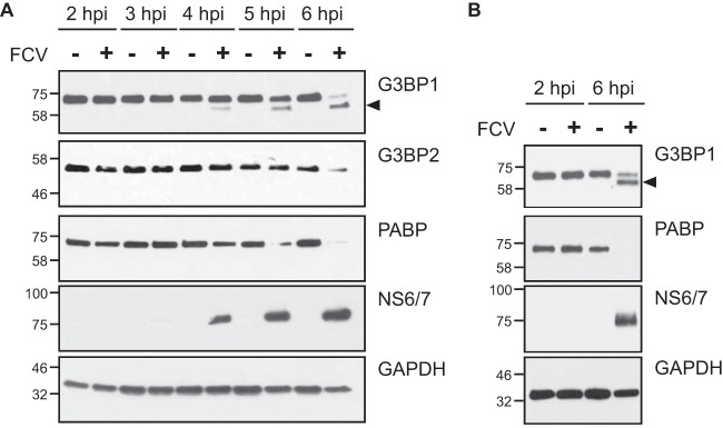 FIG 5