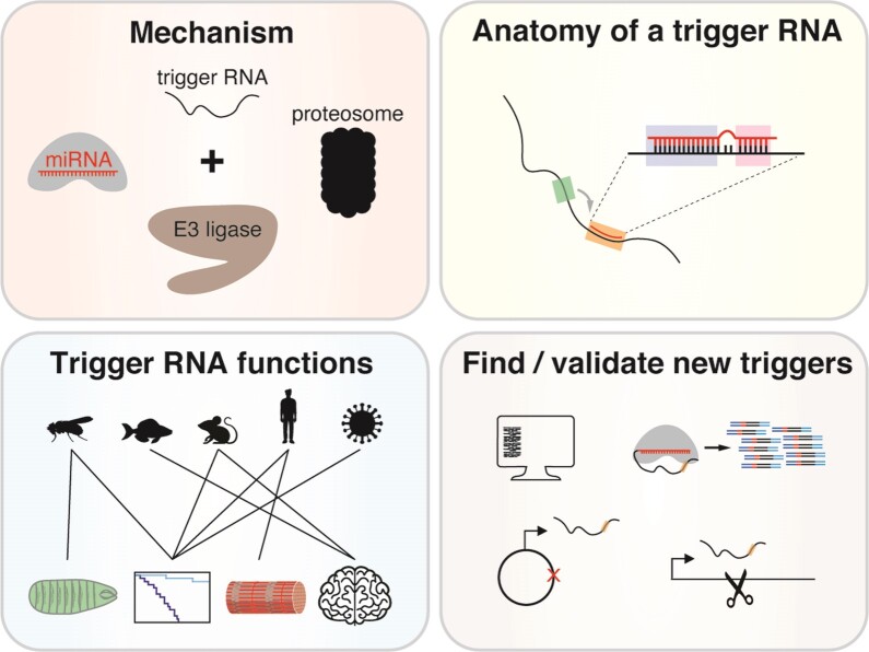 Graphical Abstract