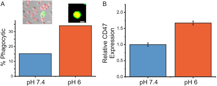 Fig. 4.