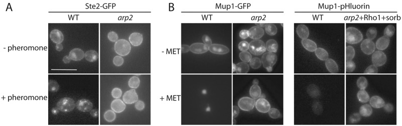 FIG 3 