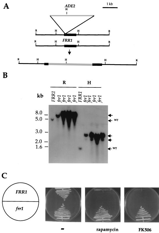 FIG. 5